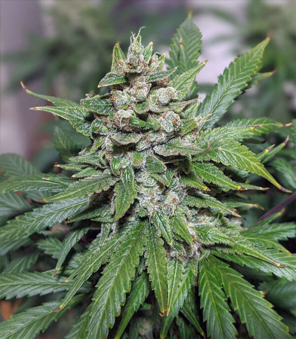 Gelato Auto (FastBuds) семена конопли — изображение 6