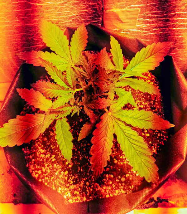 Zkittlez Auto fem (Cali Buds Seeds) семена конопли — изображение 2