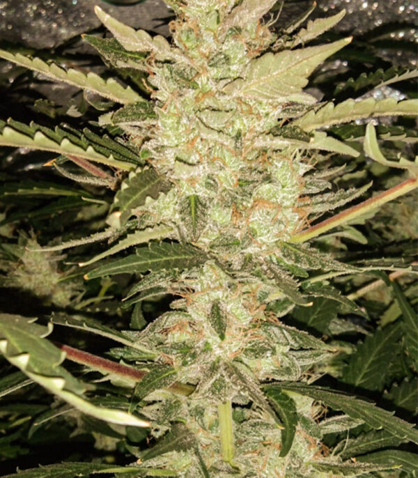 Zkittlez Auto fem (Cali Buds Seeds) семена конопли — изображение 3